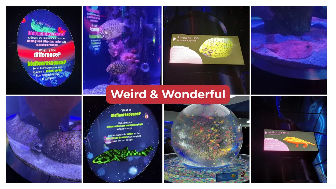 Weird and Wonderful Aquaria KCC